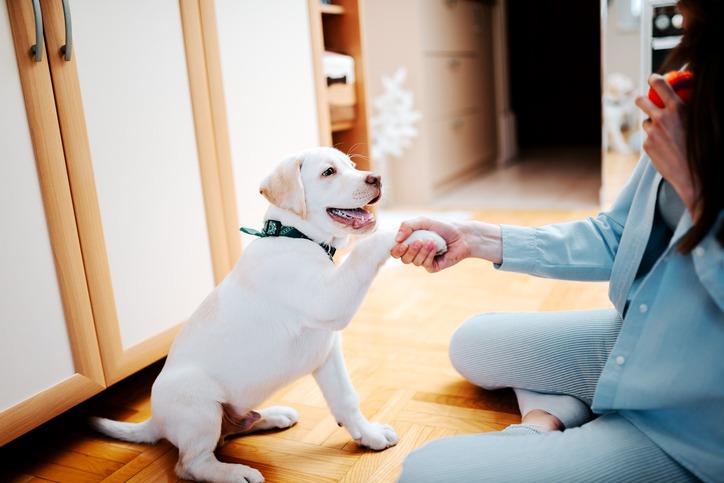 puppy training